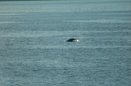 Inside Passage Marine Life-1